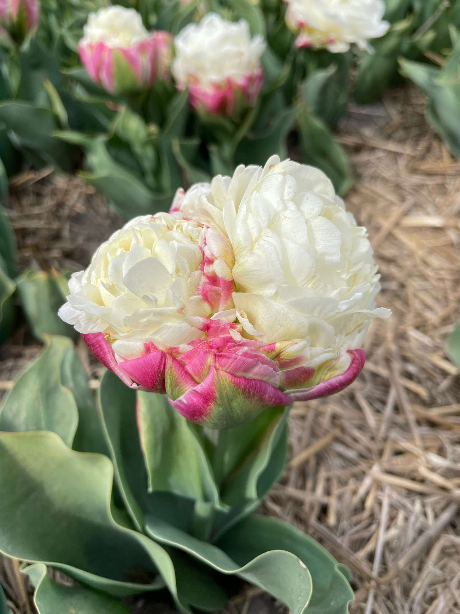 Tulpe 'Ice Cream' - Tulipaner